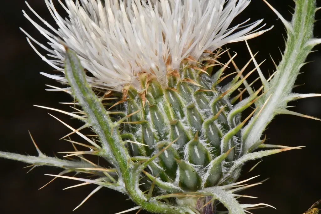 Fish Lake Thistle