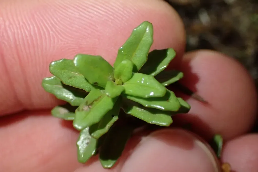 Epilobium Alsinoides