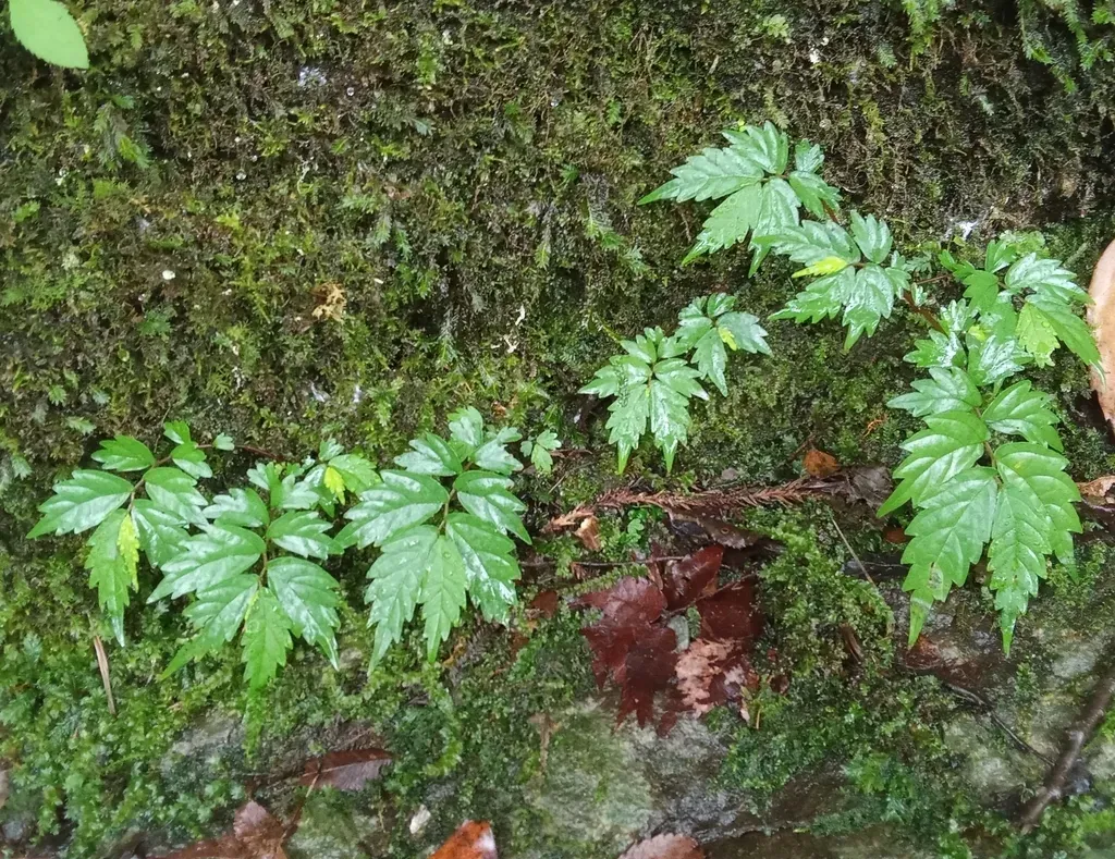 Elatostema Involucratum