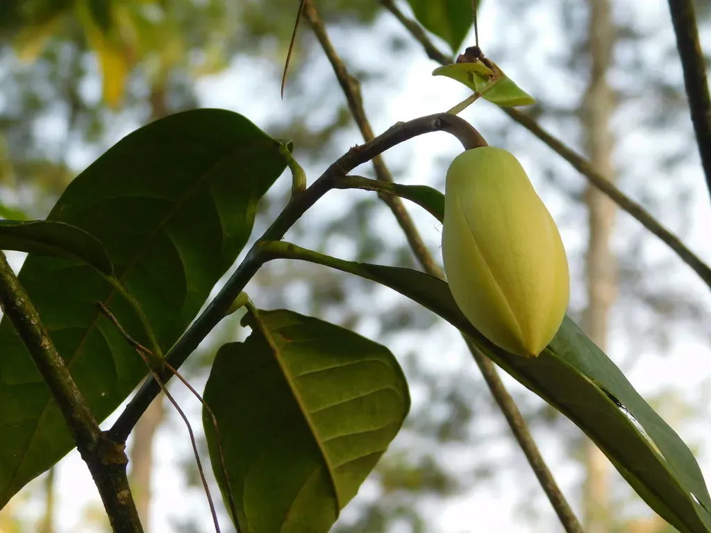 Magnolia Liliifera