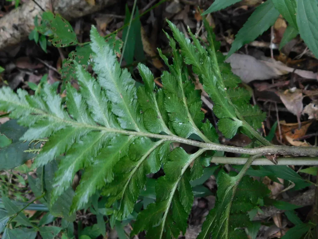 Sceptridium Daucifolium