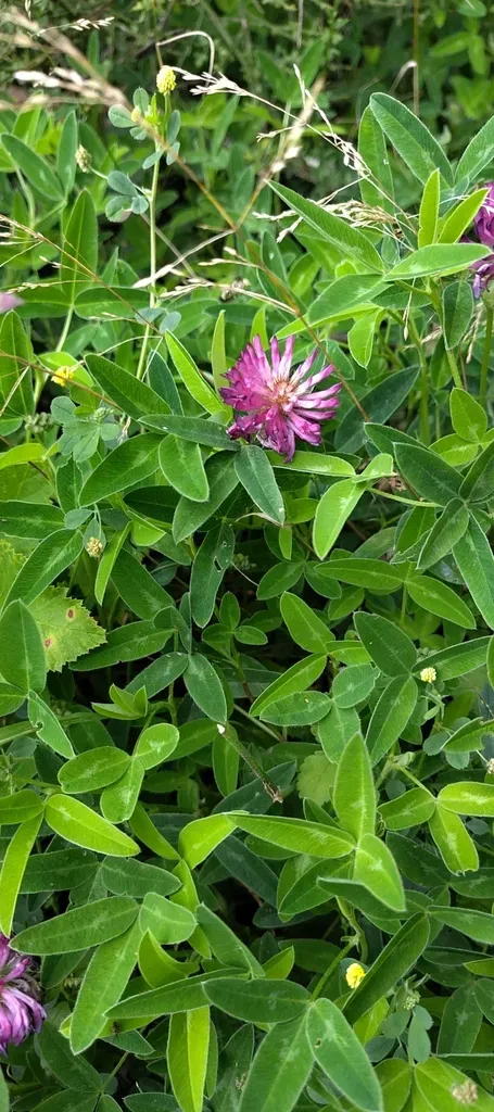 Zigzag Clover