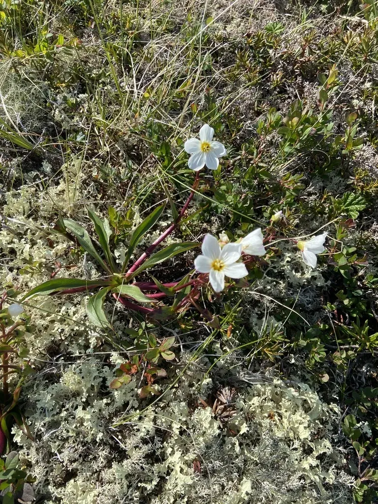 Siberian Narrow-leaved Claytonia