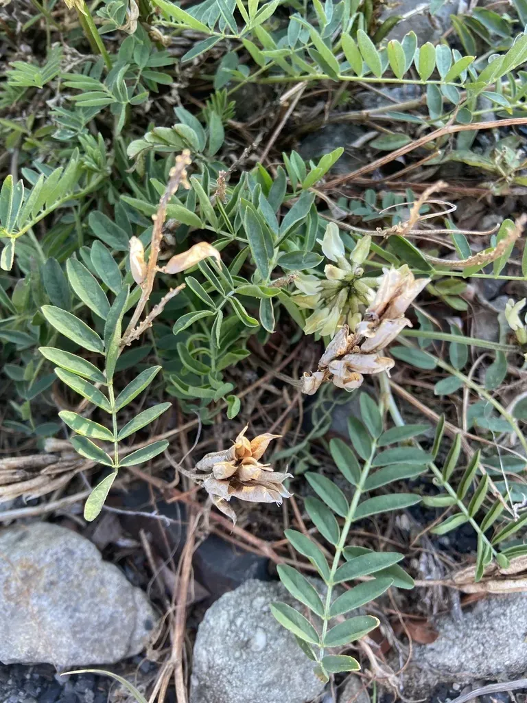 Astragalus Schelichowii