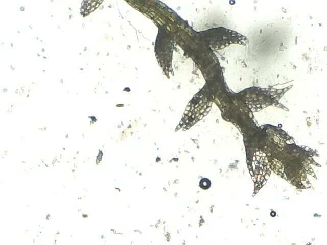 Fuscocephaloziopsis Leucantha