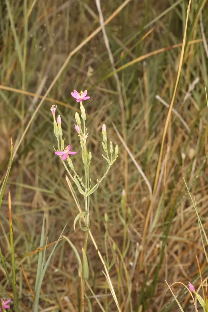Nevada Centaury