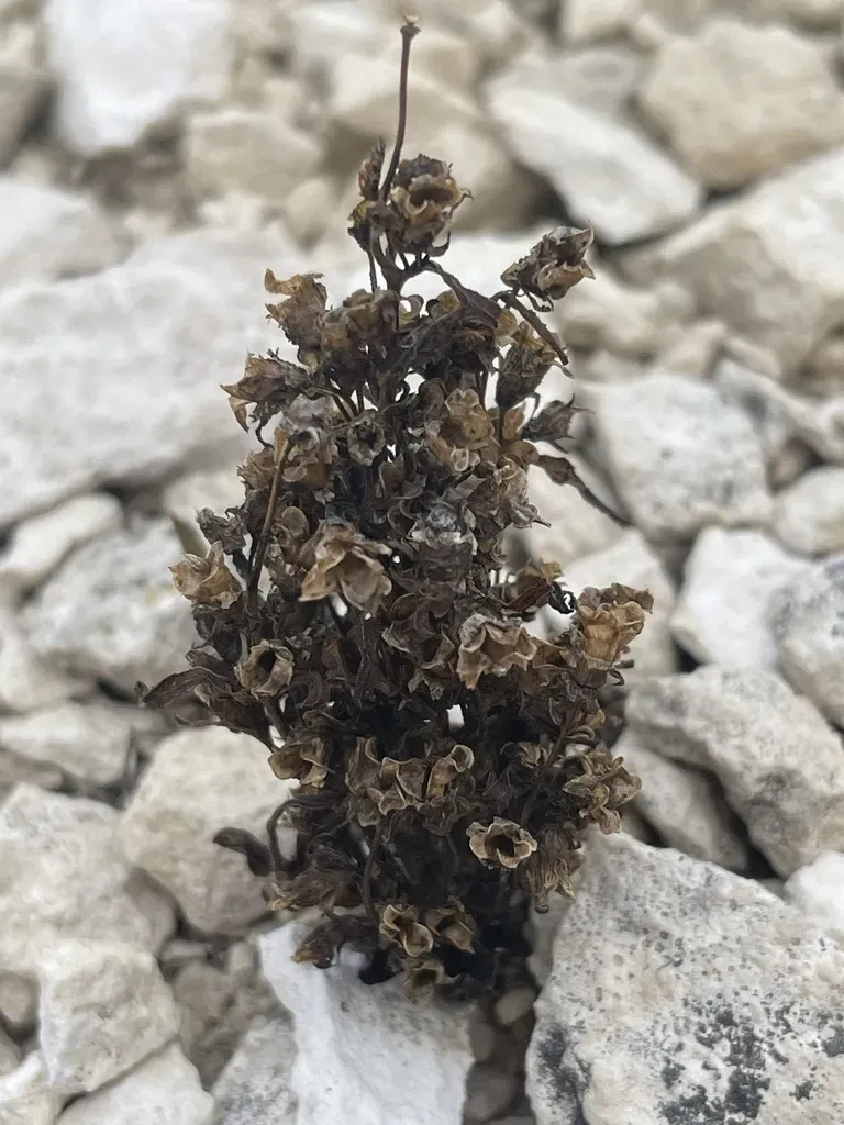 Cathedral Bluff Dwarf Gentian