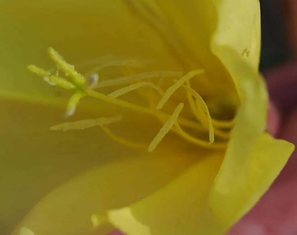 Long-stem Evening-primrose