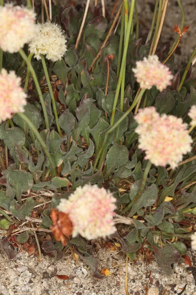 Inyo Wild Buckwheat