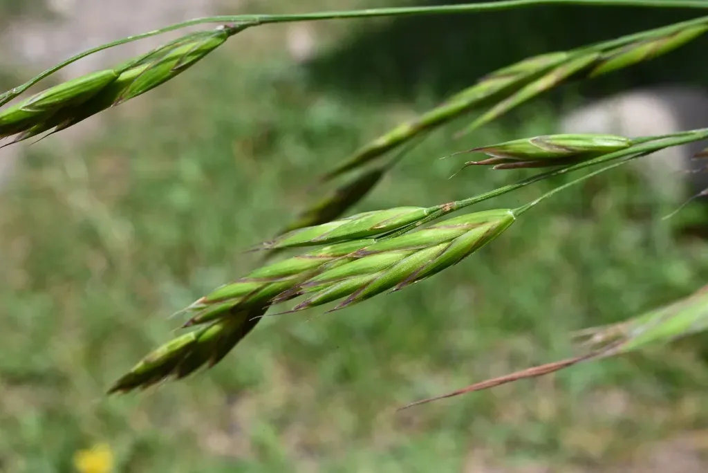 Weeping Brome