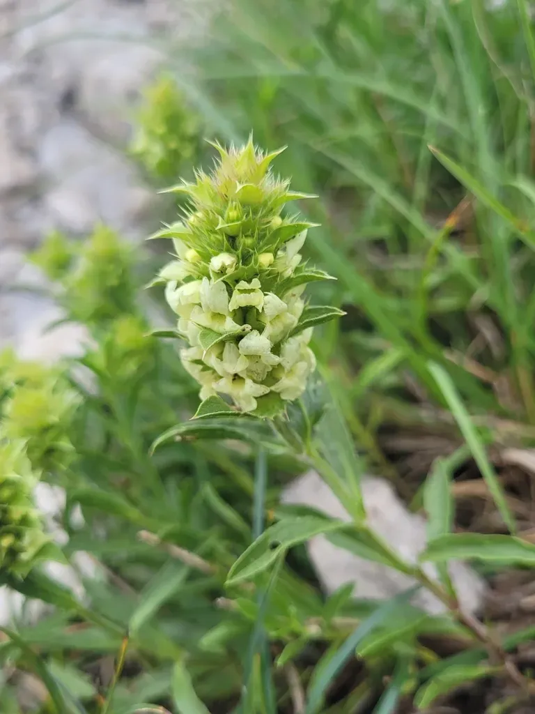 Hyssop-leaved Mountain Ironwort