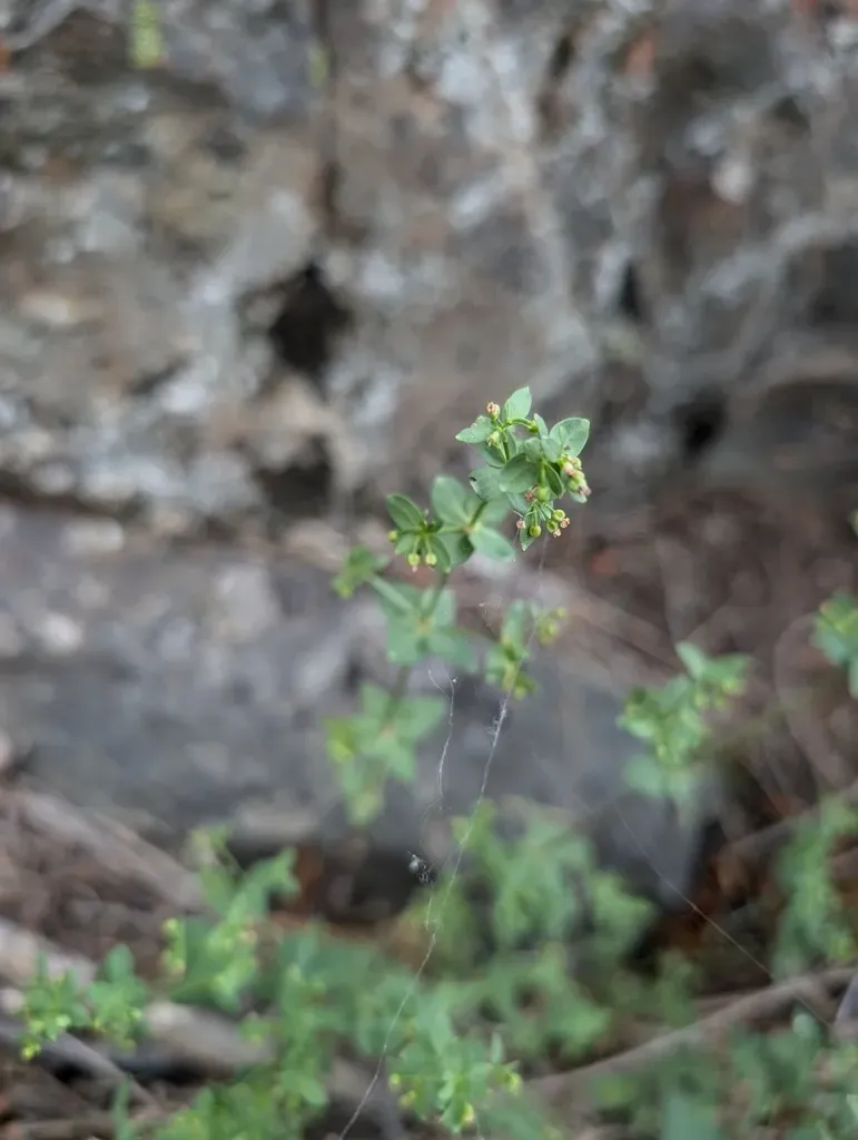 Sequoia Bedstraw