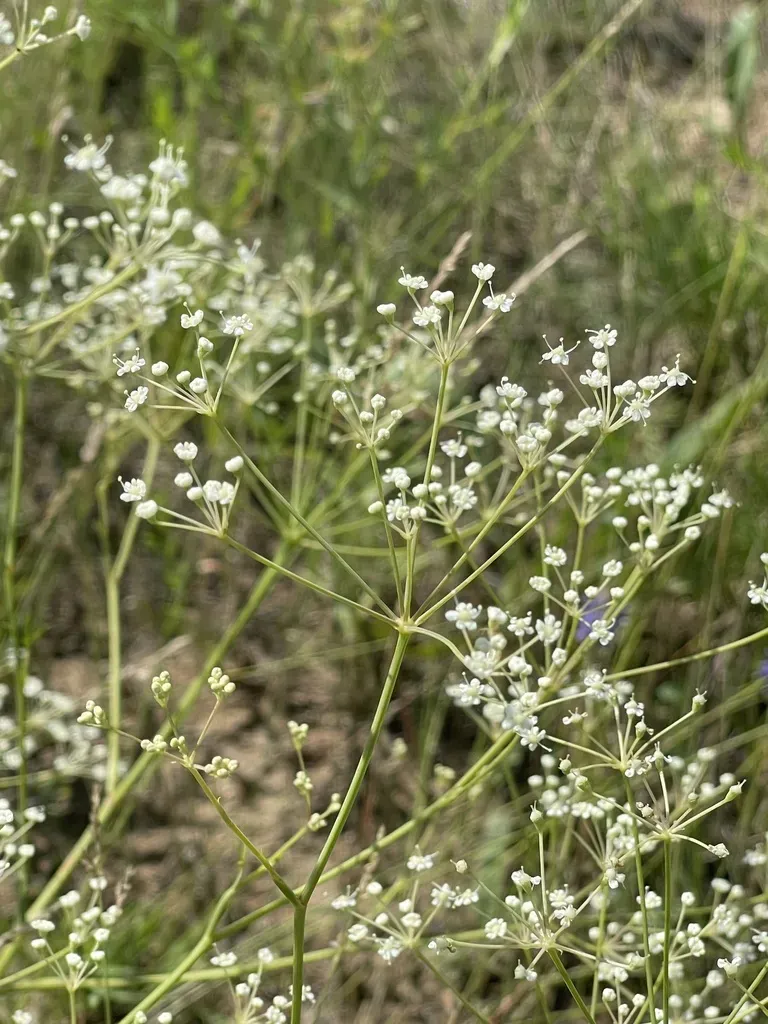 Spread-wide Saposhnikovia