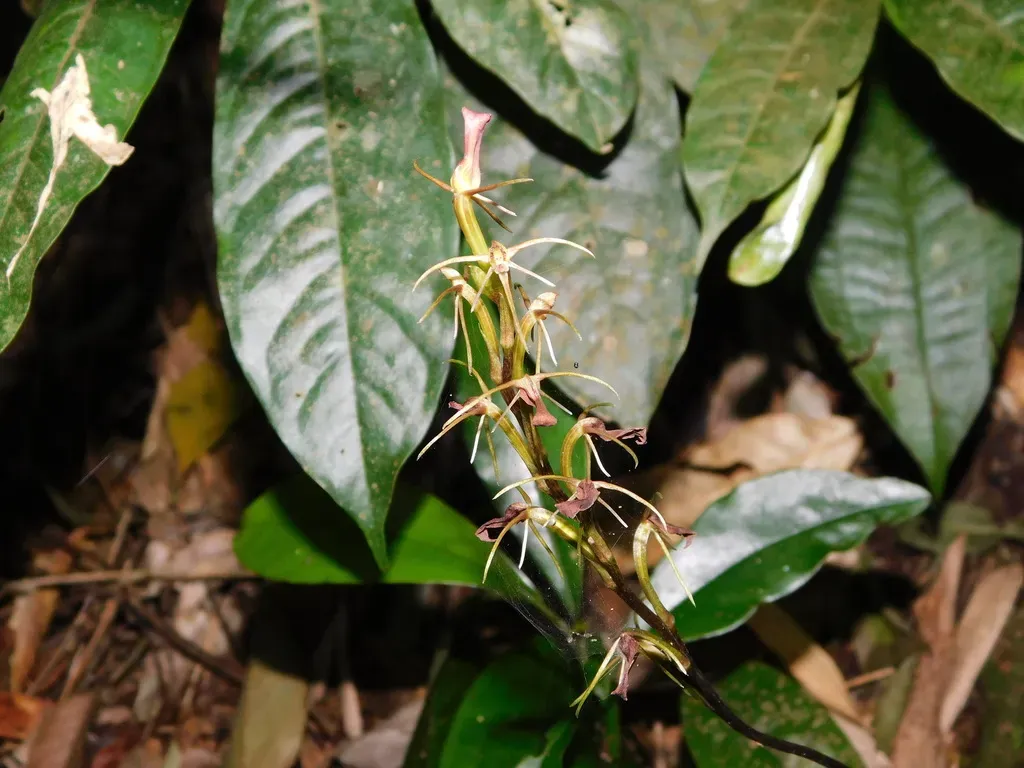 Cryptostylis Javanica