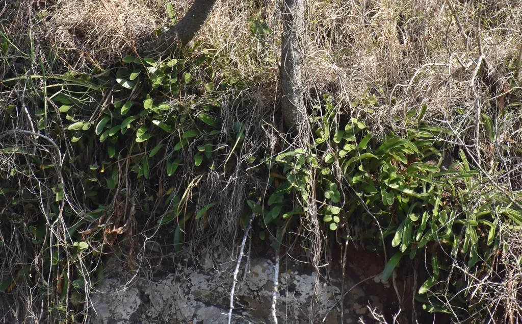 Haemanthus Pauculifolius