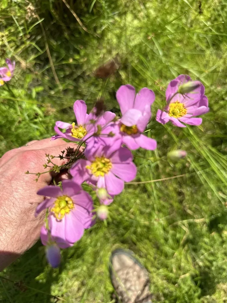 Plymouth Rose-gentian