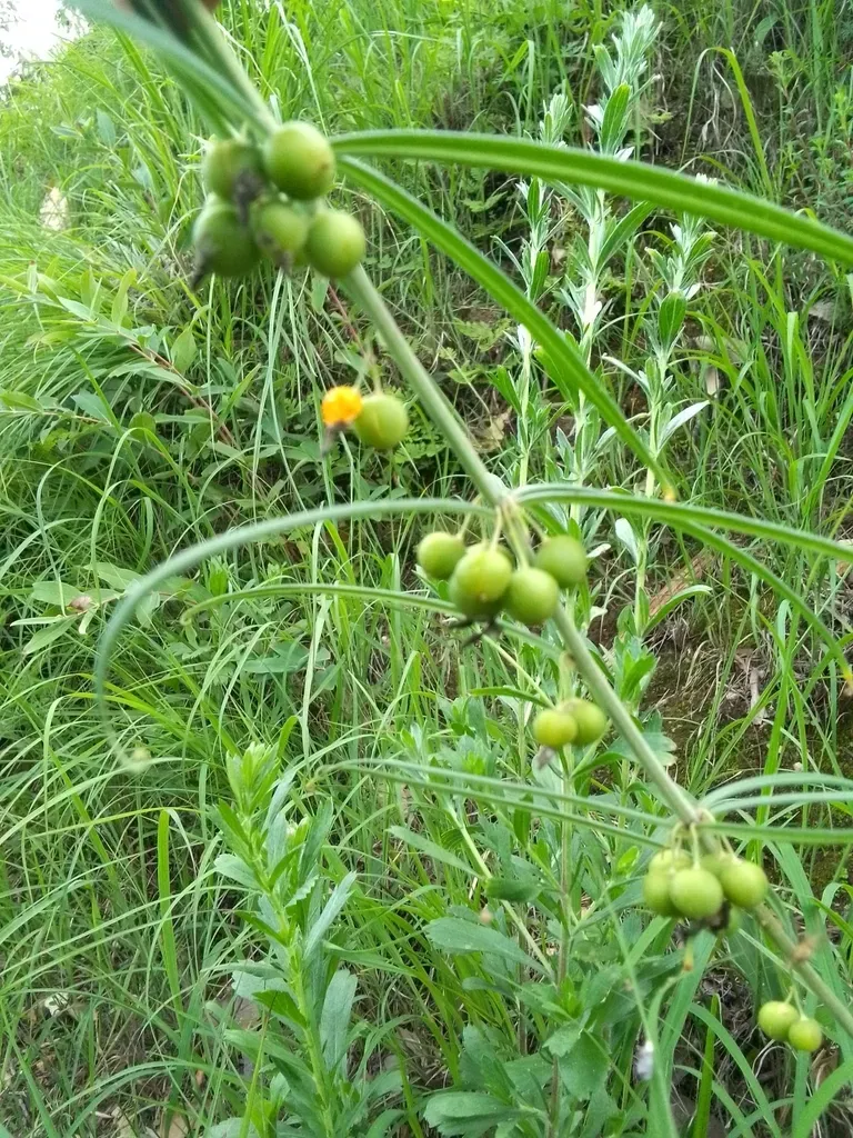 Polygonatum Cirrhifolium