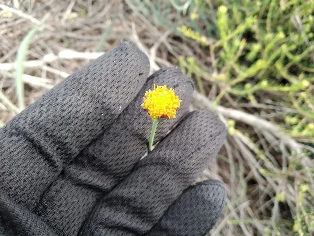 Needleleaf Babooncabbage