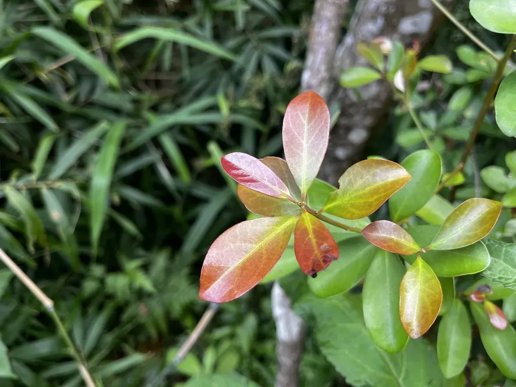Machilus Obovatifolia