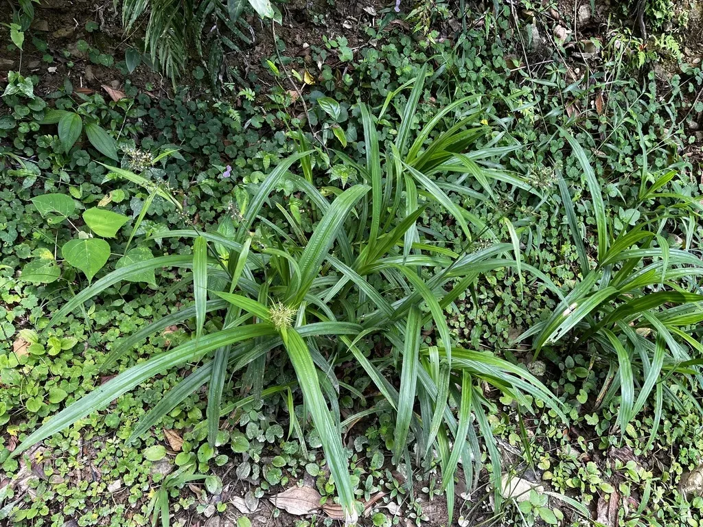 Scleria Radula