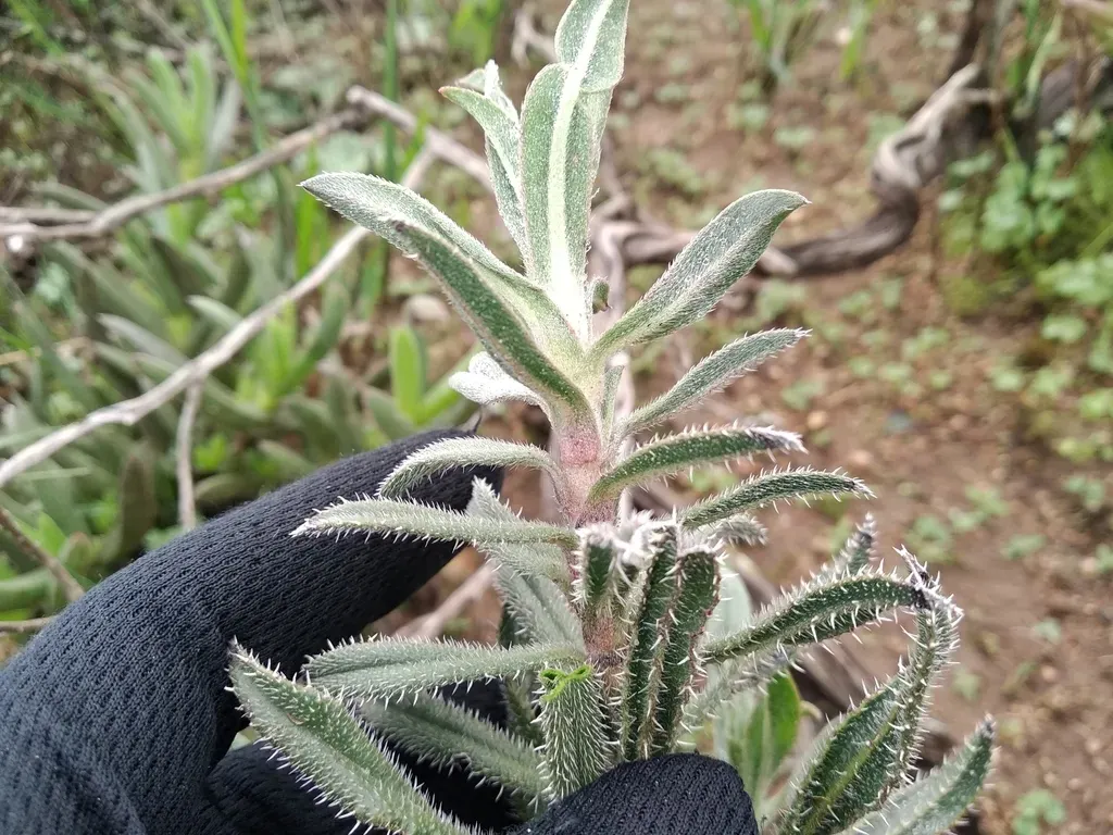 Silver Healthbush