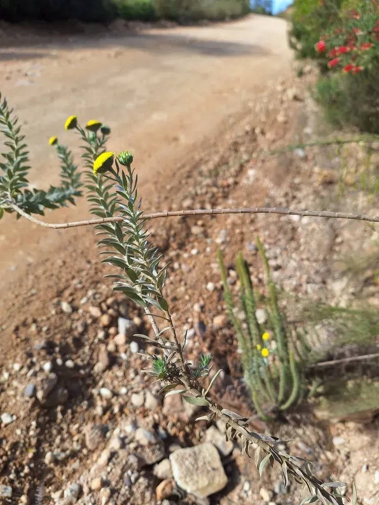 Schistostephium Umbellatum