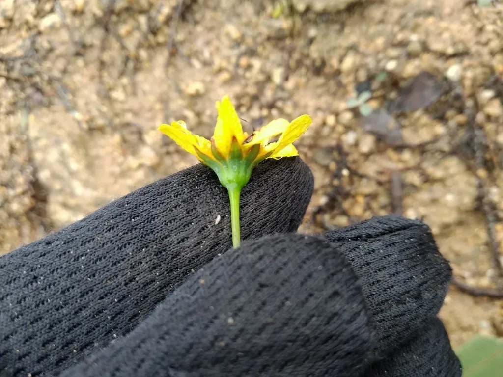 Renoster Babooncabbage