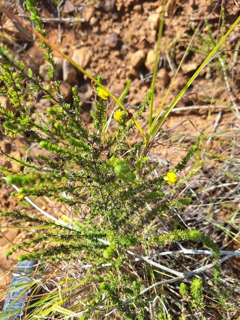 Shady Capegorse