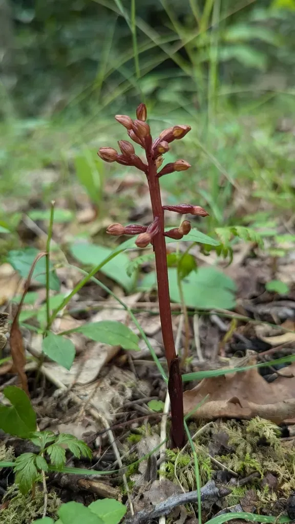 Bentley's Coralroot