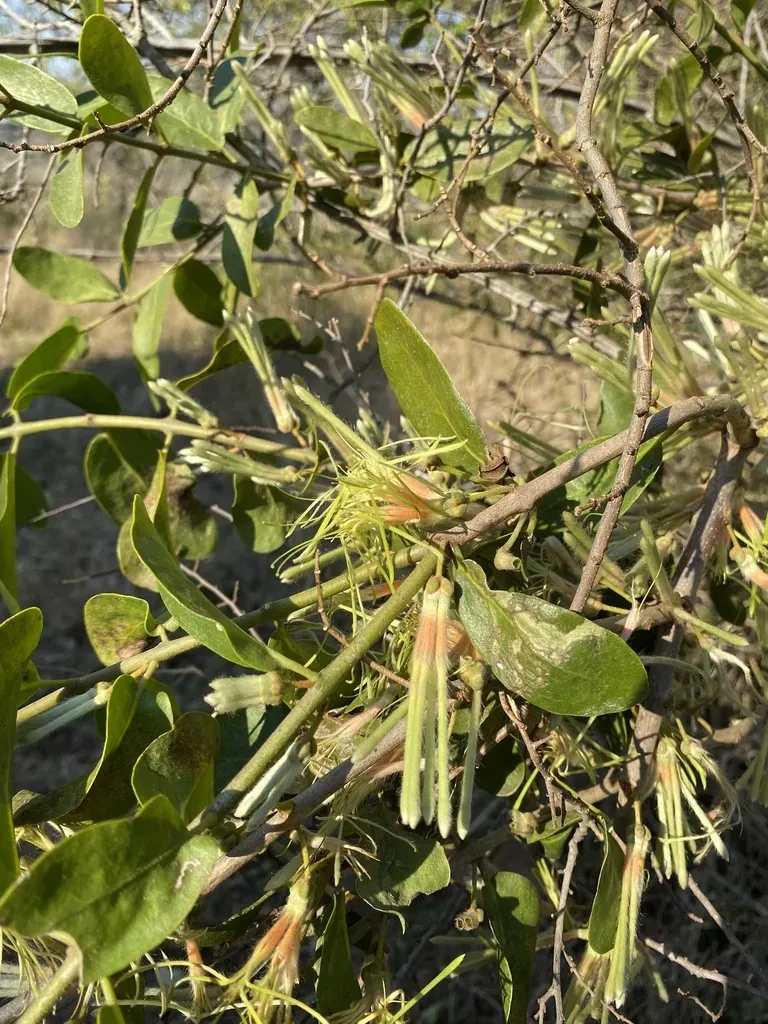 Hairy Mistletoe