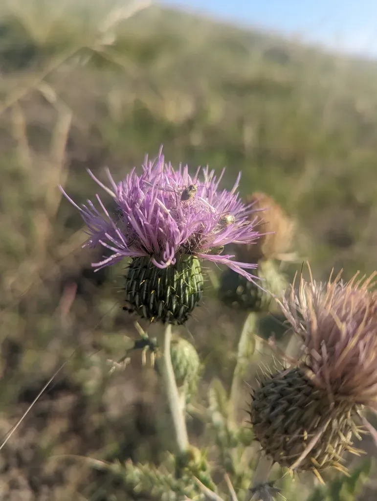 Flodman's Thistle