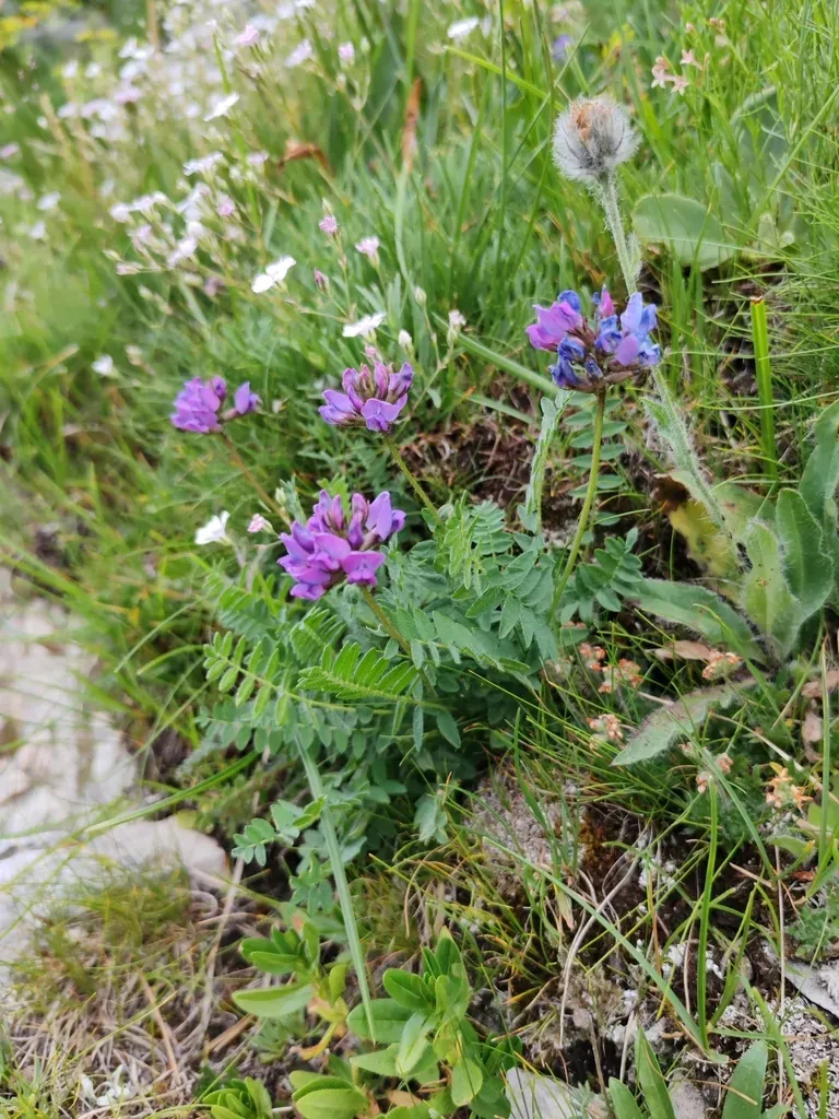 Oxytropis Neglecta