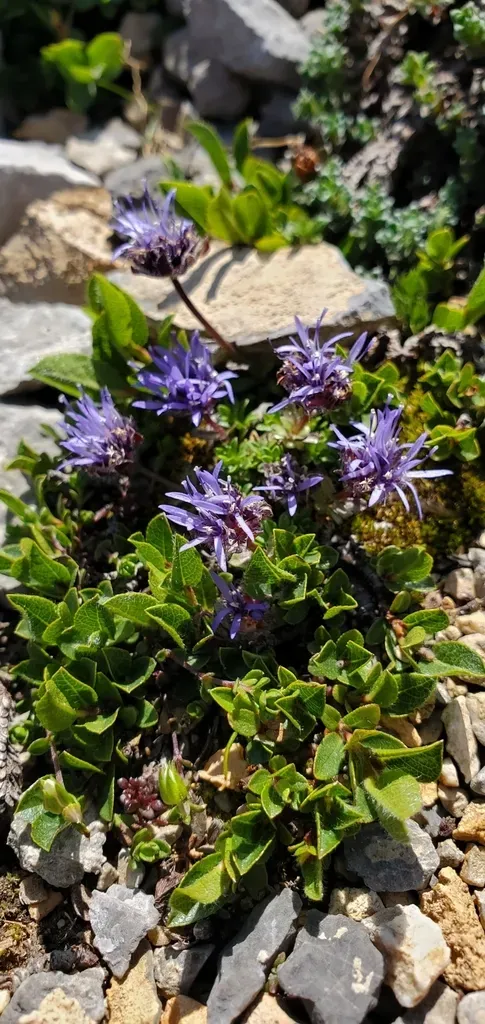 Jasione Cavanillesii