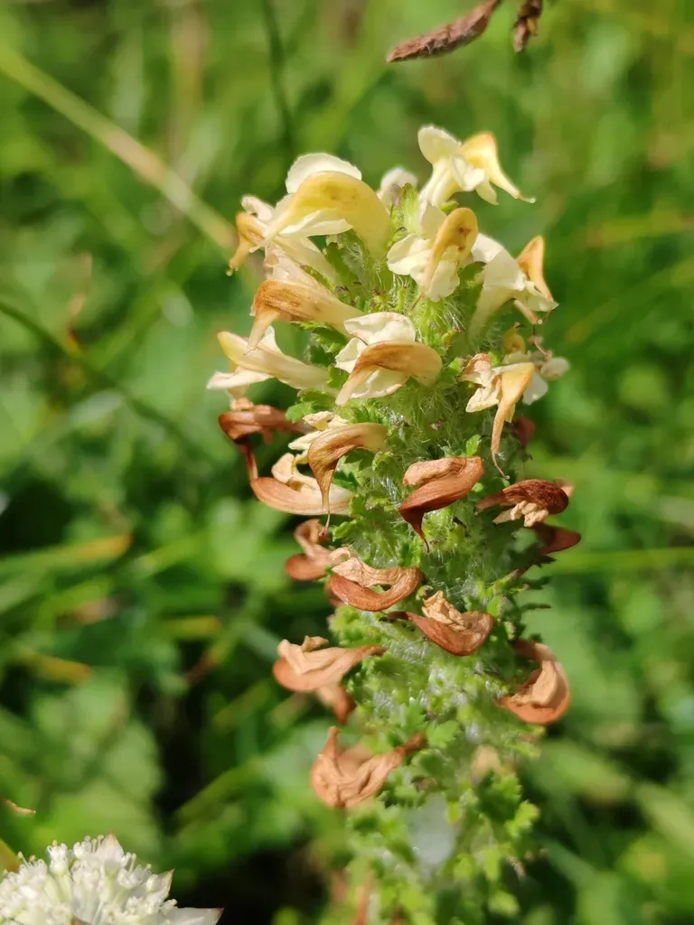 Pedicularis Julica