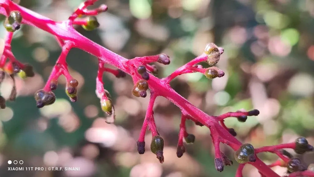 Palicourea Macrobotrys