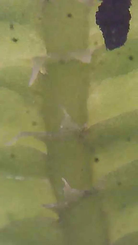 Saccogynidium Australe