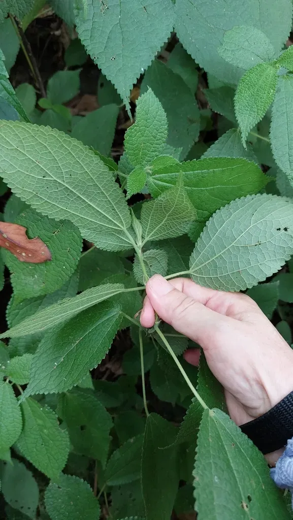 Boehmeria Pilosiuscula