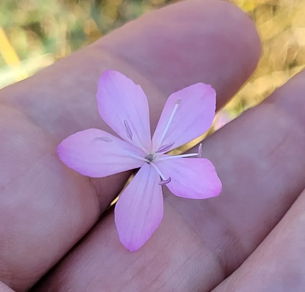 Dianthus Ciliatus