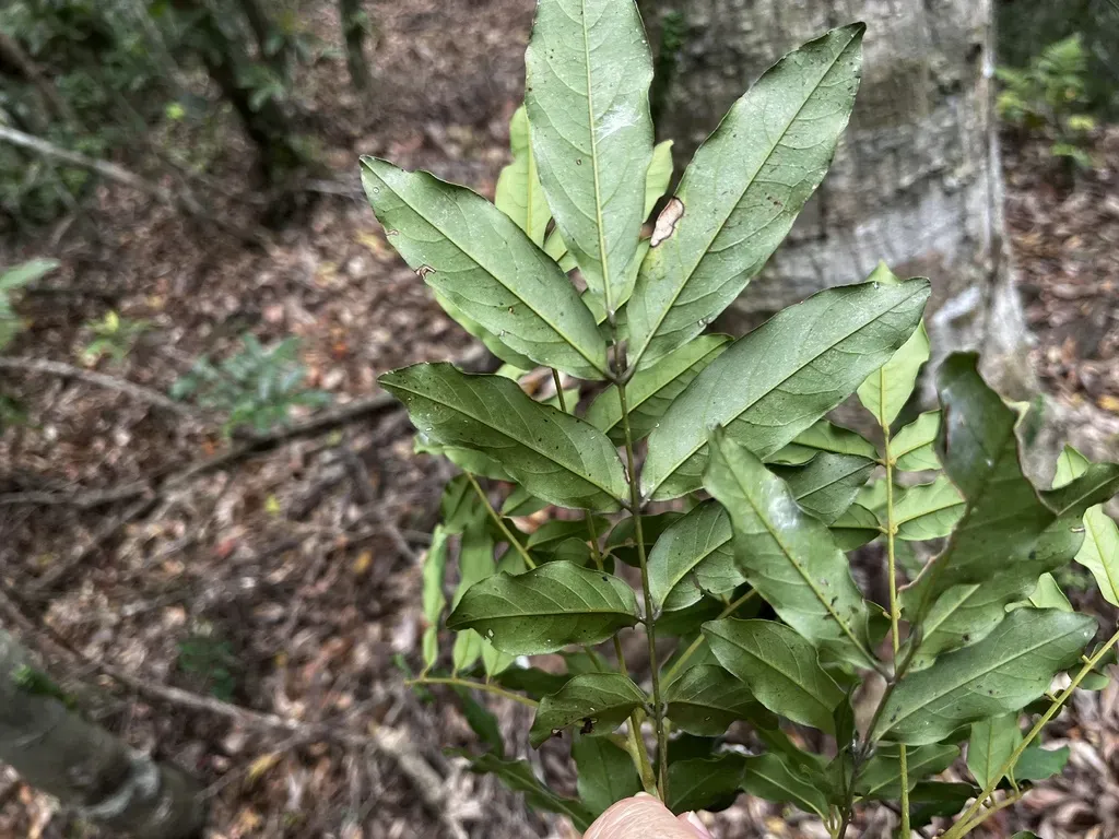 Ormosia Hengchuniana