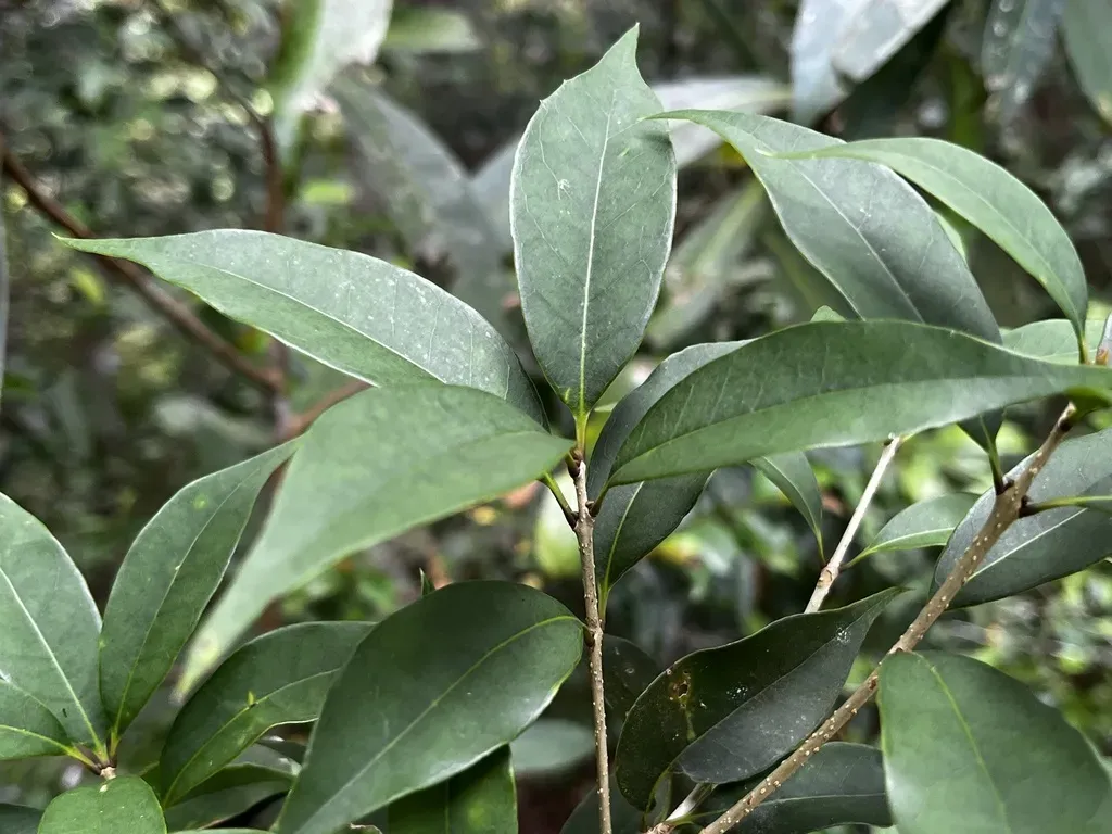 Osmanthus Lanceolatus