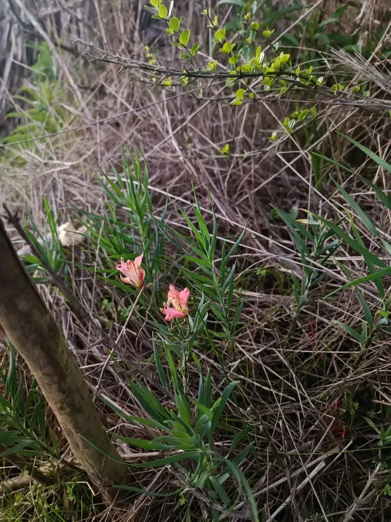 Alstroemeria Marticorenae