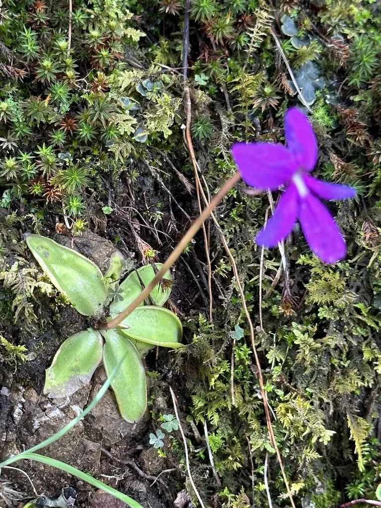 Pinguicula Orchidioides