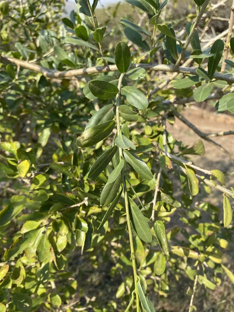 Green-leaved Wormbush