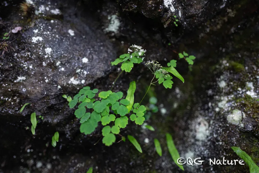 Thalictrum Microgynum