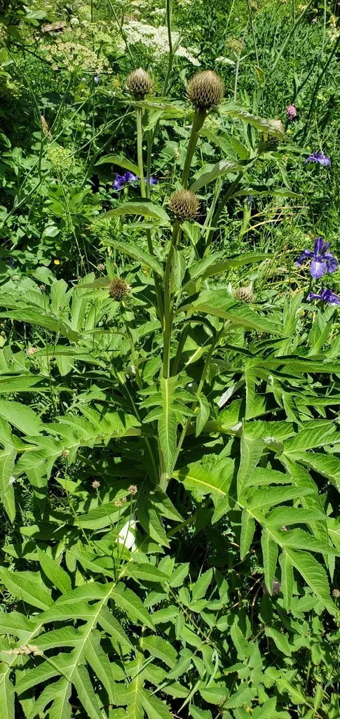 Rhaponticum Centauroides