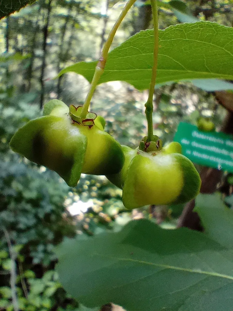 Broad-leaved Spindle Tree