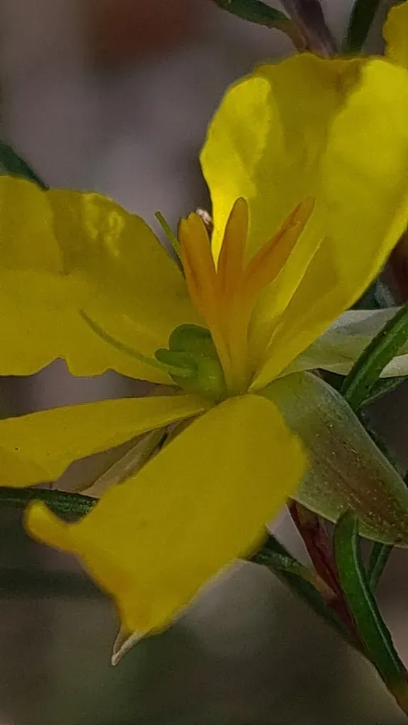 Hibbertia Cistiflora