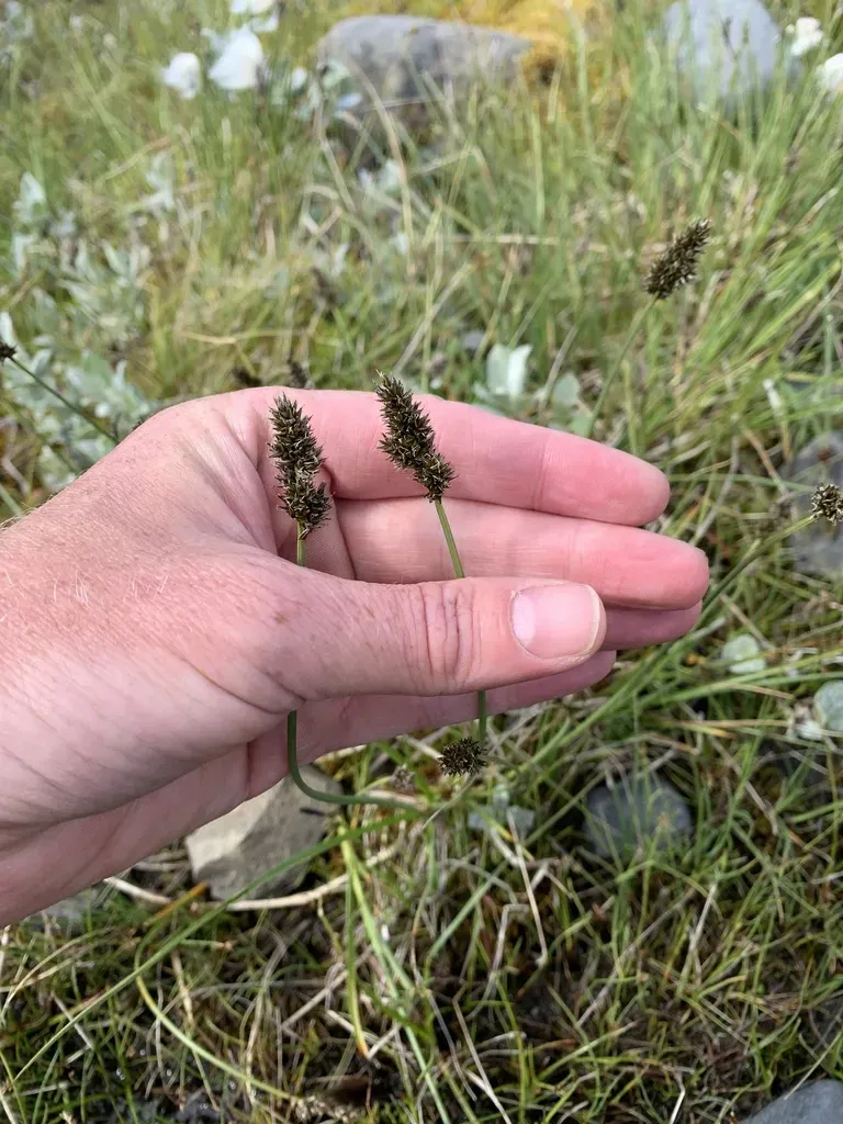 Lesser Panicled Sedge