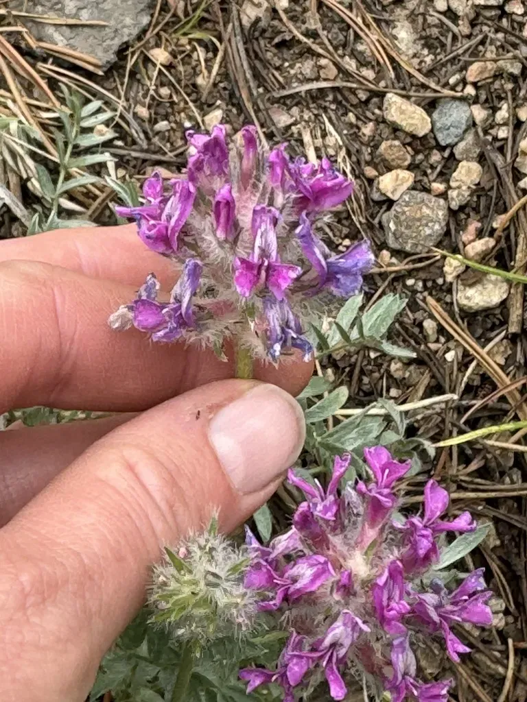 Bessey's Locoweed