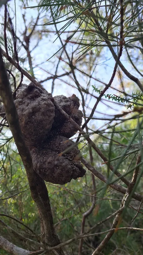 Hakea Bakeriana